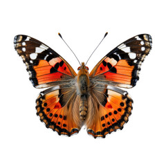 Orange and black butterfly
