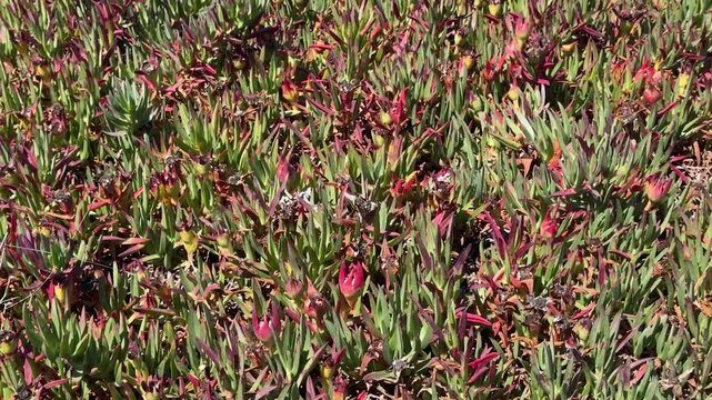 columbine seeds planting Created By Nature Blue Columbine Flower Seeds, 2,400 Perennial Seeds, Colorado State Flower