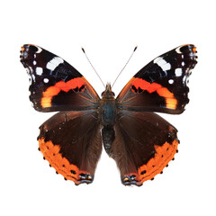 Red Admiral butterfly on black