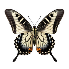 Fototapeta premium A black and white butterfly