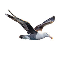 A seabird in flight