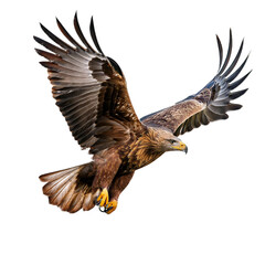 Fototapeta premium Golden eagle in flight