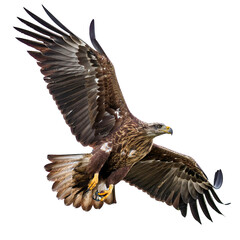 Obraz premium Eagle in flight, wings spread