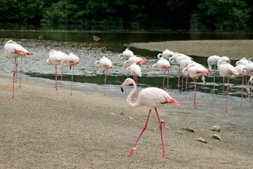 group of Greater flamingo is the most widespread and largest species of the flamingo family. It is found in Africa, Indian subcontinent, Middle East and Europe