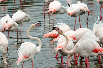 group of Greater flamingo is the most widespread and largest species of the flamingo family. It is found in Africa, Indian subcontinent, Middle East and Europe