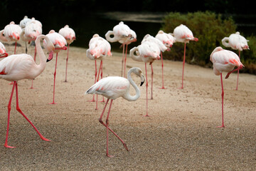 group of Greater flamingo is the most widespread and largest species of the flamingo family. It is found in Africa, Indian subcontinent, Middle East and Europe