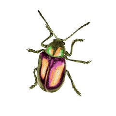 Bug bronze beetle isolated element watercolor illustration
