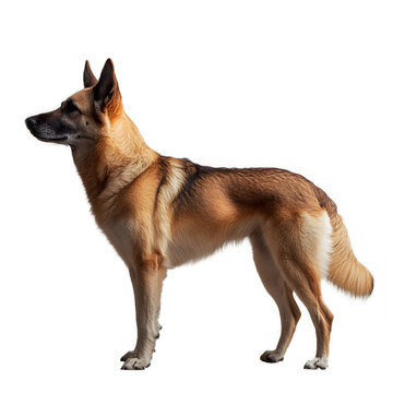 a dog that is brown and black isolated on a transparent background PNG file, german shepherd dog
