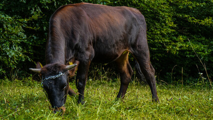 Cow © Kamil