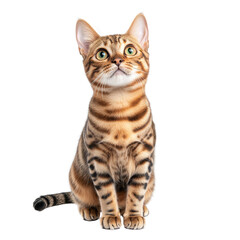 Obraz premium Cute Bengal Cat Sitting Isolated