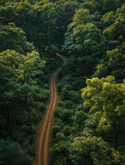Aerial of forest path surrounded by dense trees. Path winds through plants, with tall trees, vibrant foliage. Forest floor covered with carpet of leaves, branches, with sunlight filtering through