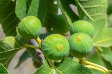 Lush green fig leaves and unripe figs illuminated by the soft, golden morning light