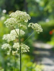 Lovely Angelica Sinensis plant grows in green garden with bright, rich foliage. Angelica plant blooms with delicate flowers against blurred background. Fresh herb thrives in outdoor conditions with