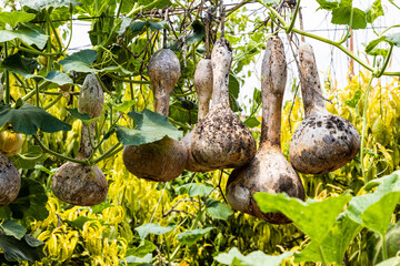 ripe fruits of calabash gourds on vines in garden