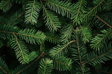 Close-up of Christmas tree branches in top view. Evergreen coniferous tree branches with rich green needles, intricate twig patterns. Fresh, festive fir tree branches for decoration, design, art.