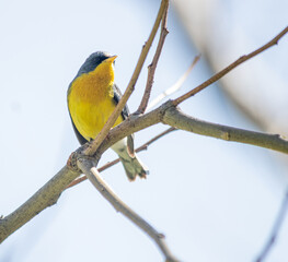 Blue and yellow bird on a branch (Pitiayumi)