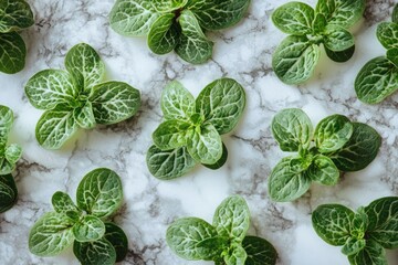 Green Leaves Arranged on a Marble Surface