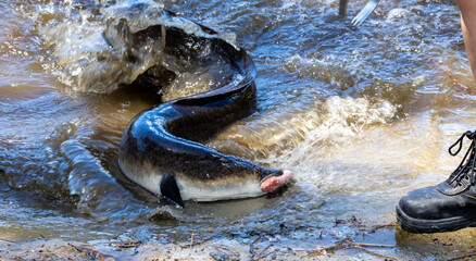 Eels are elongated fish and mostly nocturnal