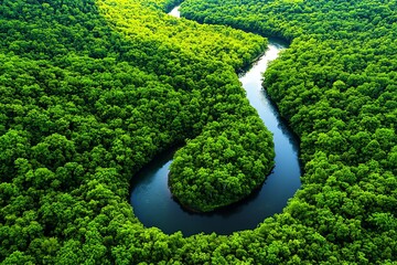 A winding river cutting through a dense forest, with sunlight filtering through the trees