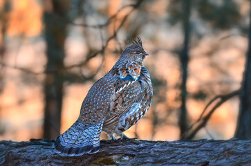 Grouse, Ruffed, Bonasa umbellus, wild, Minnesota 