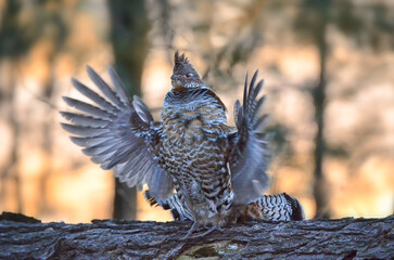 Grouse, Ruffed, Bonasa umbellus, Minnesota,  wild, USA, North America, forest, aspen, pine, spring, drumming. display, 