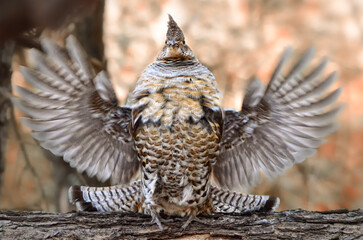 Grouse, Ruffed, Bonasa umbellus, displaying in the wild, in Minnesota.