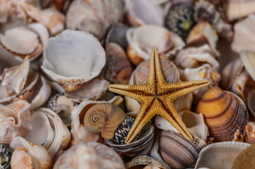 Selection of sea shells and star fish