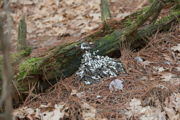 Obraz premium Ruffed Grouse, Bonasa umbellus, wild, Minnesota, drumming log, 