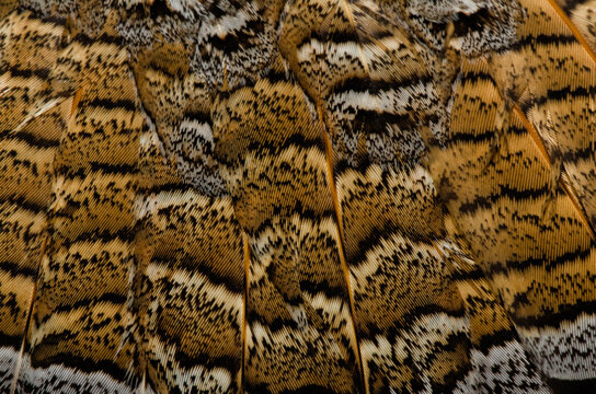 Ruffed Grouse, Bonasa umbellus, feathers up close, showing pattern.