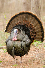 Wild Turkey, Meleagris gallopavo, taken in wild, taken in Minnesota.