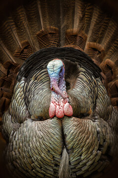 Wild Turkey, Meleagris gallopavo, Dziki Indyk, taken in wild, taken in Minnesota.