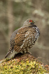Spruce Grouse, Falcipennis canadensis, canachites  in wild, in Minnesota, male.