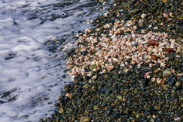 A collection of sea shells arranged on a sandy beach