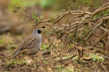 California quail, Callipepla californica, taken in California, USA, taken in wild.