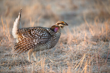 Sharp-tailed Grouse, Tympanuchus phasianellus, in wild, in Minnesota .