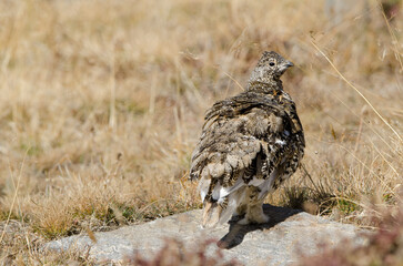 White-tailed Ptarmigan, Lagopus leucura, taken in Rocky Mountain National Park Colorado, taken in wild.