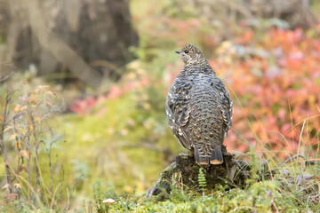 Spruce Grouse female, Canachites canadensis, taken in wild, in Denali National Park, Alaska, 