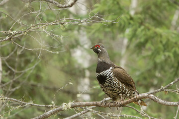 Spruce Grouse, Canachites,feeding, taken in Minnesota,  wild.