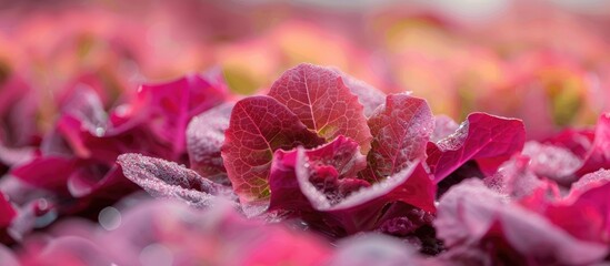 Red Coral Lettuce Salad Growing Garden Hydroponic Farm Salad Plants On Water Without Soil Agriculture In The Greenhouse Organic For Health