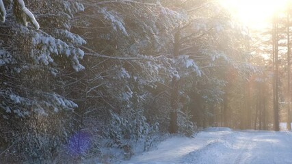 Sun gently illuminating snow covered pine forest in winter time on wild nature. Beautiful snowy evergreen coniferous trees branch. Snowing sunny park landscape with slowly falling snow.