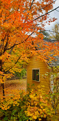 Stunning orange and red Fall colours paint a beautiful portrait of a heritage log cabin amidst the woods at the Mackenzie King estate in Gatineau Park,Quebec,Canada