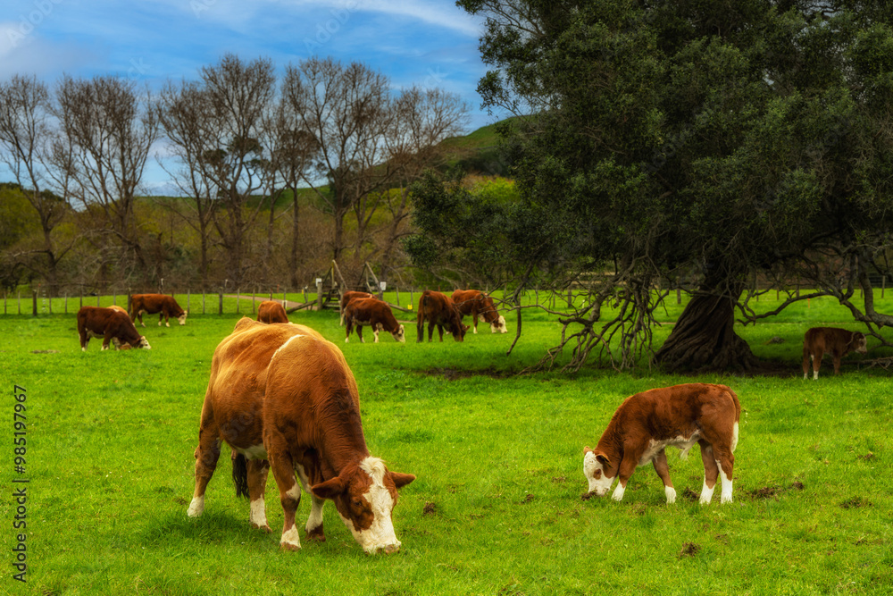 Wall mural cows grazing in a field