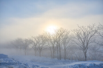 Obraz premium 霧氷