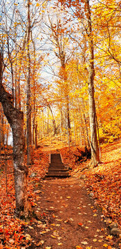 A quiet trail through a leaf strewn forest floor and board walks beckon visitors to soak in the autumn and fall season amidst a profusion of orange,red and yellow colors at Gatineau Park,Quebec,Canada