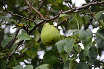 花梨・花櫚・榠樝　(かりん)