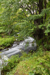 Obraz premium Mountain Stream in Hokkaido