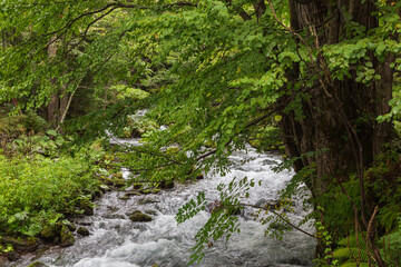 Mountain Stream in Hokkaido