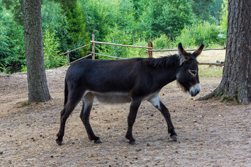 donkey with trees in background in wild west