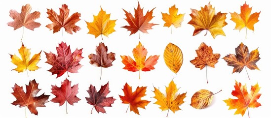 Fototapeta premium Autumn Leaves On A White Background Isolated Collection Of Colorful Fallen Autumn Leaves