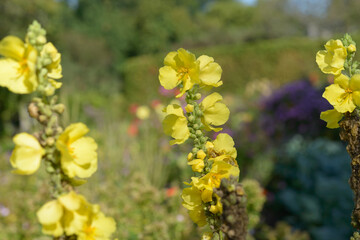 Verbascum (mullein cultivar) in bloom at a garden park